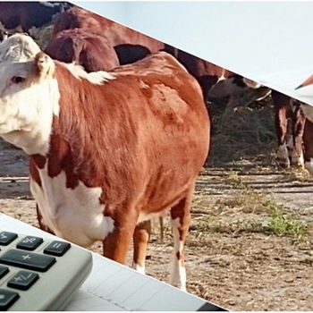 Субсидии на племенной скот повысили в Казахстане